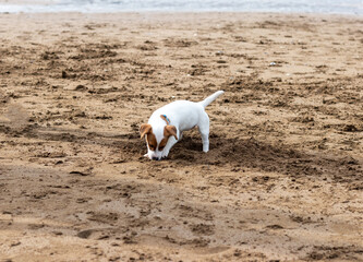 Cute little dog puppy digging in the sand on the beach