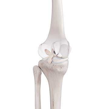 Acl Bilder Durchsuchen 1,327 Archivfotos, und Videos