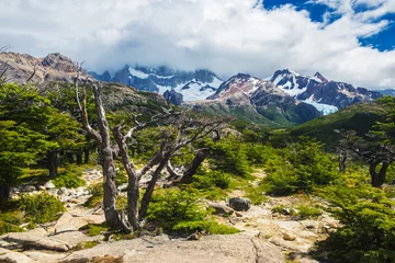 Foto op Plexiglas Andes mountains a dead tree in Argentina © Fyle