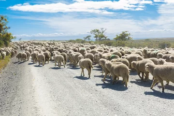 Deurstickers Herd of sheep on the road in Tierra del Fuego © Fyle