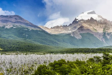 Rolgordijnen Dead forest in National Park Los Glaciares in Argentina © Fyle
