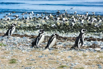 Deurstickers Vier Magelhaense pinguïns op het eiland Magdalena in Chili © Fyle