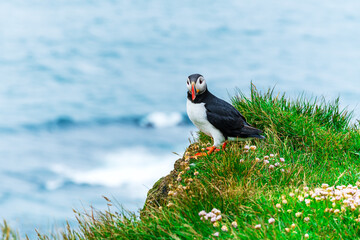 Beautiful Atlantic Puffin, a seabird in auk family, standing on the cliff at Latrabjarg with tuft of green grass and pink flowers.