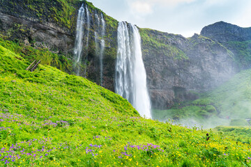 Fototapeta premium Natural landscape of beautiful Seljalandsfoss waterfall with the field of purple Nootka Lupine and Yellow Flowers.