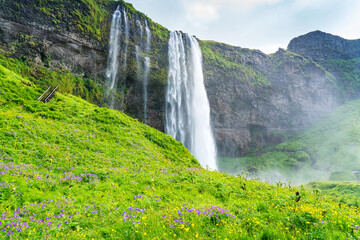 Natural landscape of beautiful Seljalandsfoss waterfall with the field of purple Nootka Lupine and Yellow Flowers.