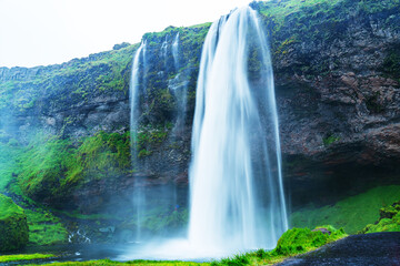 View of beautiful Seljalandsfoss Waterfalls in iceland. Icelandic landscape in summer season with yellow flowers and green mossy rocks.