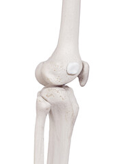 3d rendered medically accurate illustration of the iliotibial tract bursa