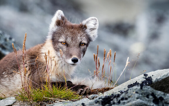 Arctic fox (vulpes lagopus) close up with copy space portrait