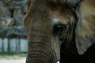Elephant face closeup shot
