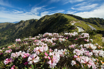 Asia - Beautiful landscape of highest mountains，Rhododendron, Yushan Rhododendron (Alpine Rose) Blooming by the Trails of at Taroko National Park, Hehuan Mountain, Taiwan