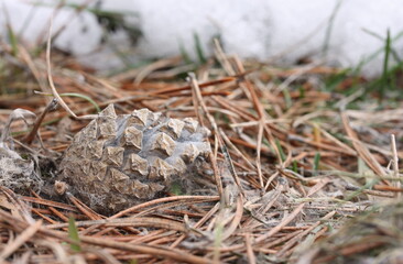 Pine cone in a web of mold against the background of melting snow