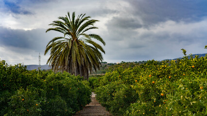 Naklejka premium Campo de naranjas