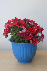 red petunia flowers in a pot