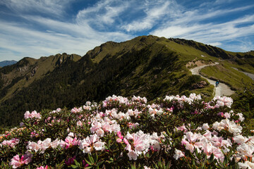 Obraz premium Asia - Beautiful landscape of highest mountains，Rhododendron, Yushan Rhododendron (Alpine Rose) Blooming by the Trails of at Taroko National Park, Hehuan Mountain, Taiwan