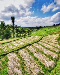 Fototapeta na wymiar rice terraces in jatiluwih, bali