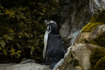 Penguins cuddling and kissing