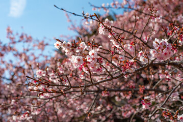 일본 도쿄 신주쿠교엔 벚꽃