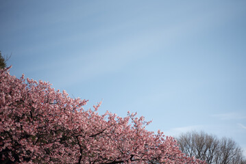 일본 도쿄 신주쿠교엔 벚꽃
