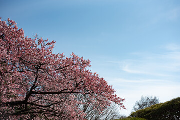 일본 도쿄 신주쿠교엔 벚꽃