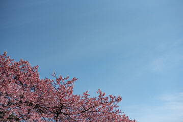 일본 도쿄 신주쿠교엔 벚꽃