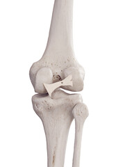 3d rendered medically accurate illustration of the oblique popliteal ligament