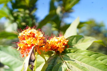 Asclepias tuberosa; Butterfly milkweed1