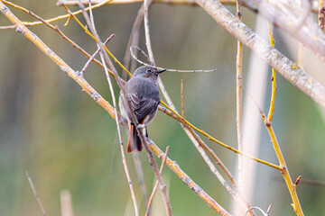 Common Redstart perched on a tree branch