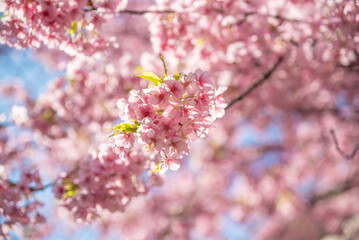 일본 도쿄 벚꽃