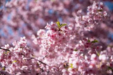 일본 도쿄 벚꽃