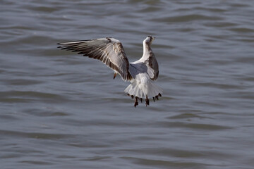 Fototapeta na wymiar Tern hovering over the Douro river