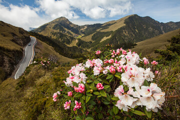 Fototapeta premium Asia - Beautiful landscape of highest mountains，Rhododendron, Yushan Rhododendron (Alpine Rose) Blooming by the Trails of at Taroko National Park, Hehuan Mountain, Taiwan