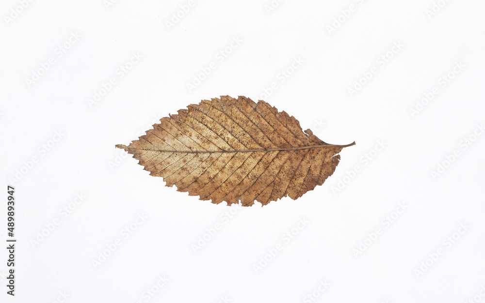 Sticker dried natural transparent leaf isolated on white background