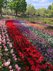 tulip field in spring