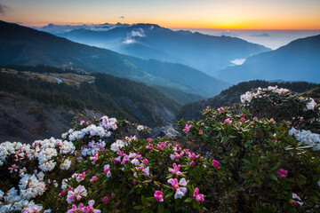 Fototapeta na wymiar Asia - Beautiful landscape of highest mountains，Rhododendron, Yushan Rhododendron (Alpine Rose) Blooming by the Trails of at Taroko National Park, Hehuan Mountain, Taiwan
