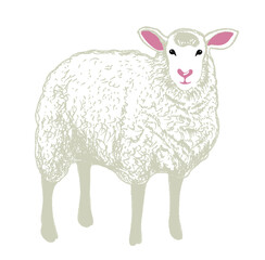 owca 1