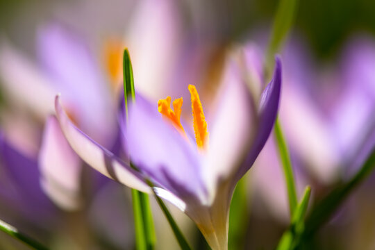 Crocus is a genus of flowering plants in the iris family growing from corms. Close up macro of colorful early bloomer Flower with orange stamens and violet lilac petals on a bright spring day .