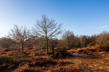 Fototapeta na wymiar Looking out over Chailey Common on a sunny February morning