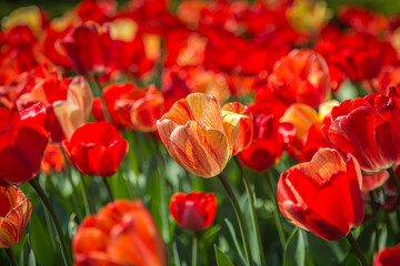 A flowerbed of red tulips, with a shallow depth of field