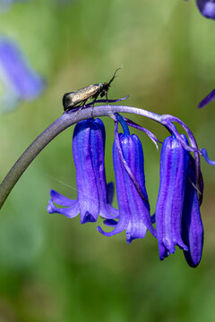 A green longhorn moth perched on a bluebell flower