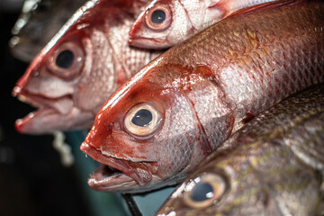 Fresh Red Snapper in Ternate Fishing Port, Indonesia.
