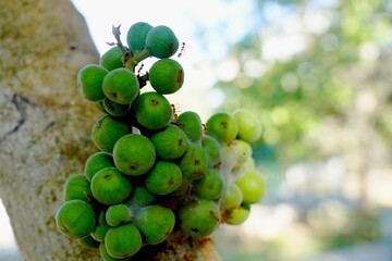 Green small figs fruit on the branch of a fig tree (ficus carica)