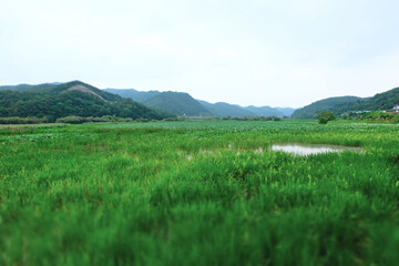 Fototapeta na wymiar Jeongyang swamp in Hapcheon-gun, South Korea. 