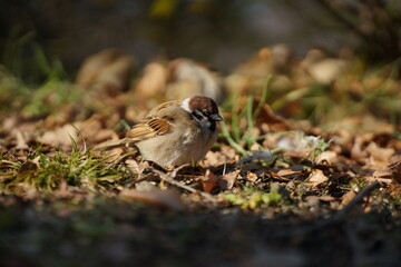 sparrow on a grass