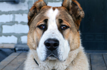 Young alabai, the muzzle of the Central Asian Shepherd Dog, a beautiful serious large dog