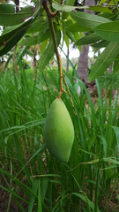 Fresh mango in the tree