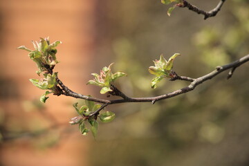 Spring branch of an apple tree with pink budding buds and young green leaves on the background of a wooden house. High quality photo