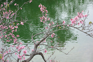 沖縄の龍潭池のほとりで咲いてる桜の花 