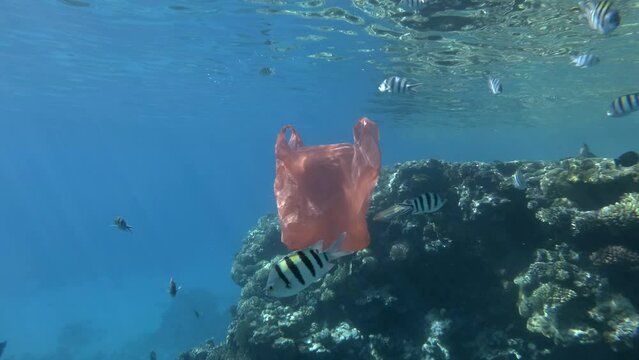 Red plastic shopping bag slowly drifts underwater, on background school of tropical fish and coral reef. Plastic bag in the blue water. Plastic pollution of the Ocean. Camera moving backwards