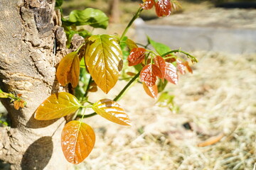 New leaves in pongamia pinnata