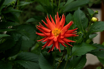 Orange cactus dahlia flower